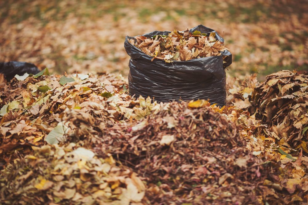 Fall Cleanup Services by LandSharx lawn Care and Snow Removal